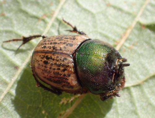 Onthophagus vacca